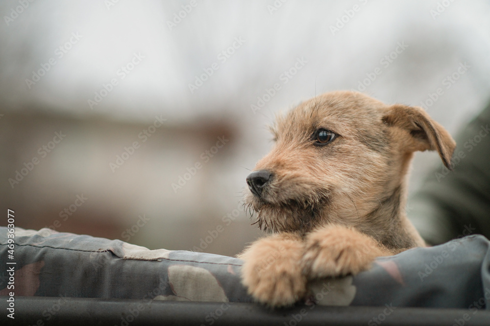 A homeless puppy was sheltered in a personal plot. A homeless puppy was sheltered in a personal plot.