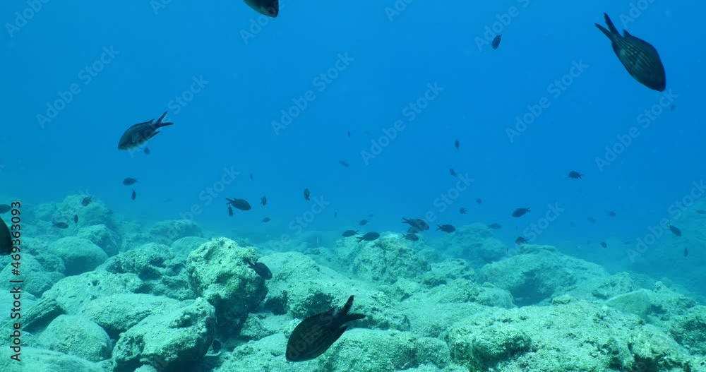 fish scenery underwater sun beams sun rays underwater mediterranean sea sun shine relaxing ocean scenery fish scenery underwater sun beams sun rays underwater mediterranean sea sun shine relaxing ocean scenery