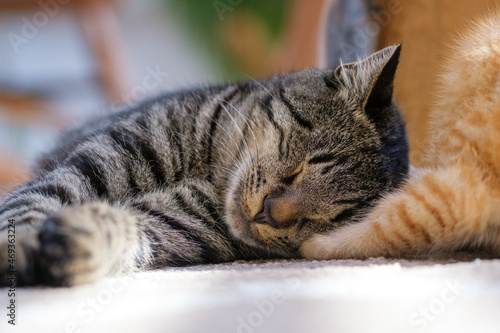 Fototapeta Naklejka Na Ścianę i Meble -  Cute tabby kitten peacefully asleep