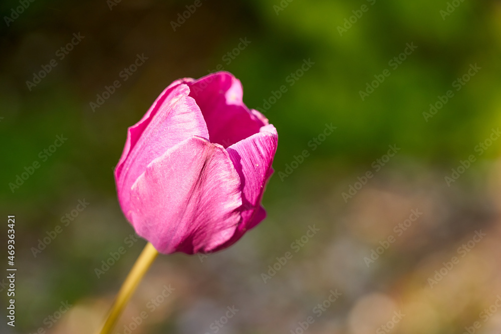 Pink tulip with a blurred background bokeh. Pink tulip with a blurred background bokeh.