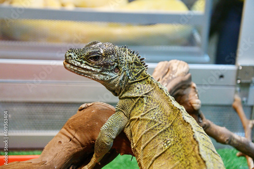 The sailing lizard (Latin. Hydrosaurus) in a terrarium is a genus of lizards from the Agamaceae family 