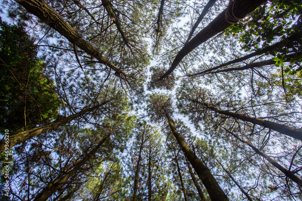 Fototapeta premium trees in the forest
