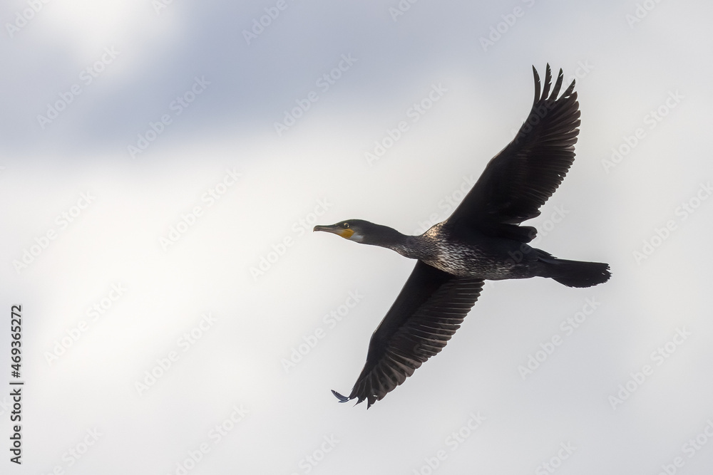 Great cormorant Great cormorant
