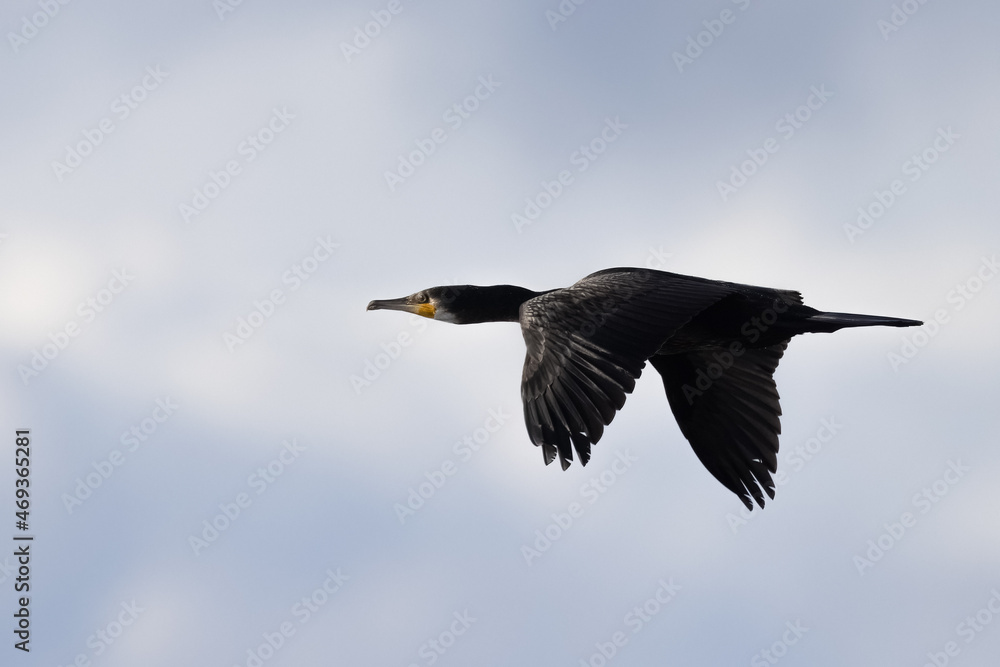 Obraz premium Great cormorant