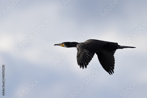 Great cormorant photo