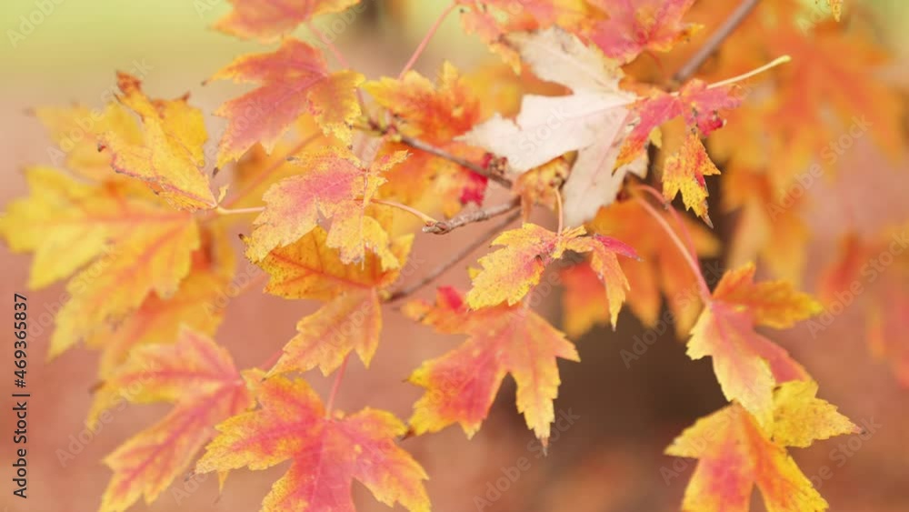 Close up detailed b-roll shot of red, orange and yellow fall foliage on a sugar maple branch in autumn with background out of focus. Close up detailed b-roll shot of red, orange and yellow fall foliage on a sugar maple branch in autumn with background out of focus.