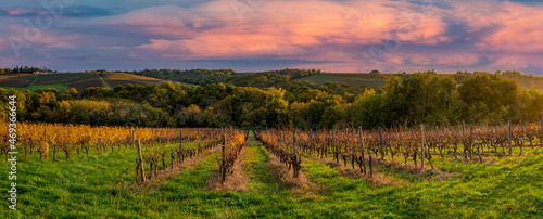 Vineyard Sunrise in Bordeaux Vineyard,France, High quality photo