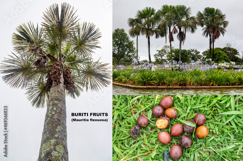 Palm trees and ripe buriti fruits (Mauritia flexuosa), fruits very rich in vitamin A. They grow in marshy or very humid terrain. Brazilian fruits photo