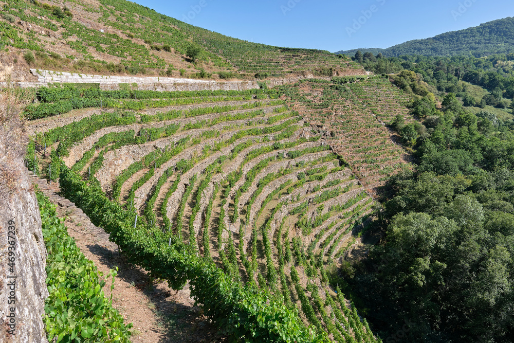 Terraced vineyards in the Ribeira Sacra in the Sil river canyon