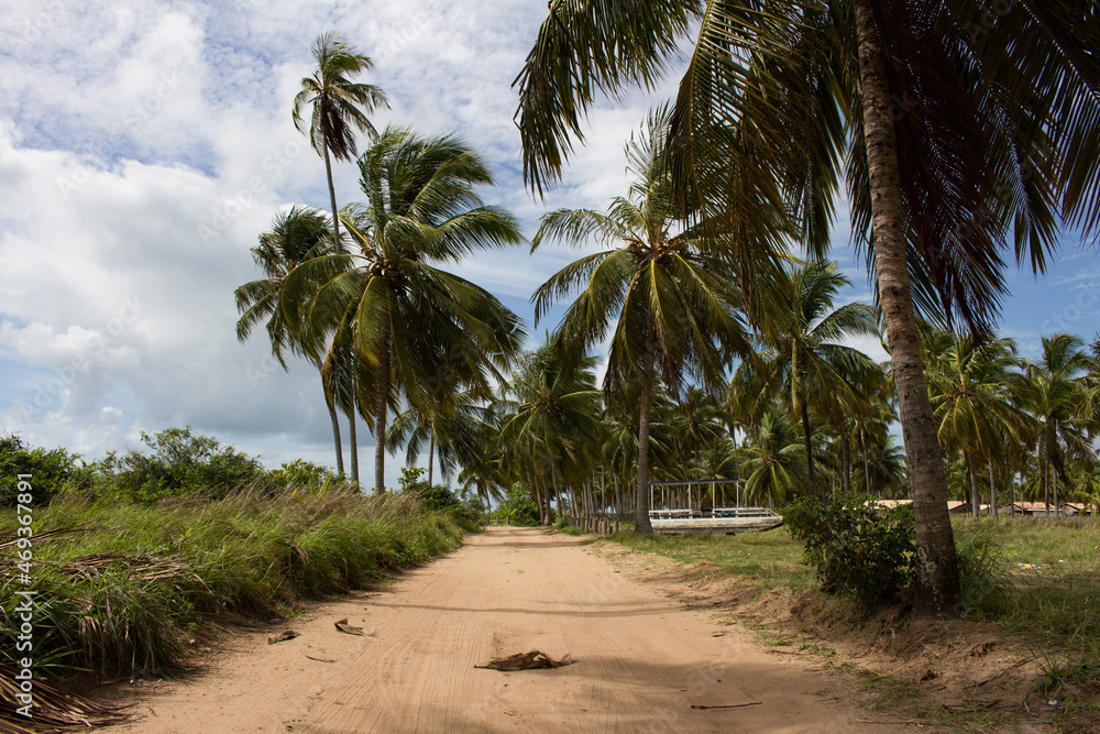 palm trees on the road