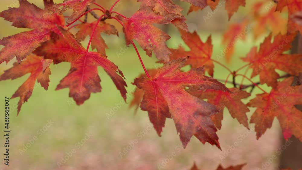 Beautiful autumn or fall background close-up of multicolored red brown and orange colored sugar maple leaves swaying in the wind or gentle breeze. Beautiful autumn or fall background close-up of multicolored red brown and orange colored sugar maple leaves swaying in the wind or gentle breeze.