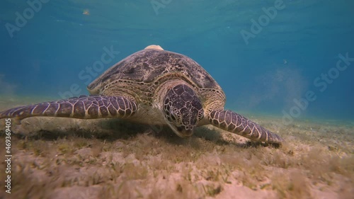 Green turtle with yellow remora under tale swimming over a coral reef. Swimming sea turtle and sandy seabed. Wild sea animal in the tropical ocean. Marine life in the shallow water. Slow motion photo