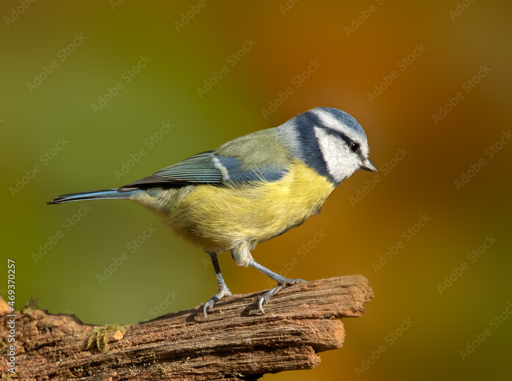 Obraz premium Blue tit (Cyanistes caeruleus) perched on tree stump with diffused background