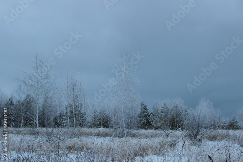 Wallpaper Mural trees in the snow Torontodigital.ca