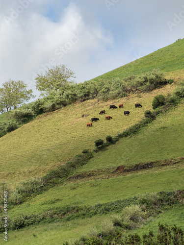 Cows grazing on the steep slope facing the town of Santa Cruz das Flores, surrounded by green fields. Flores Island.