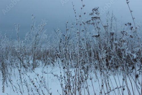 Wallpaper Mural reeds in the wind Torontodigital.ca