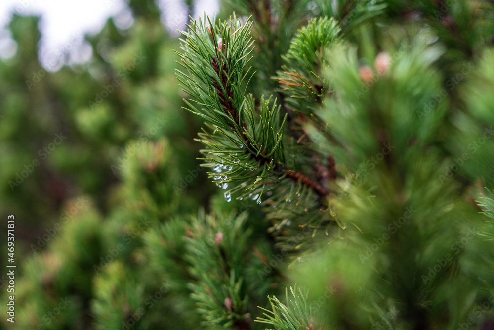 Christmas tree needles covered with water drops. Christmas tree needles covered with water drops.