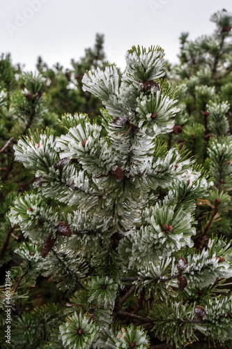 Fir-tree needles covered with frost.