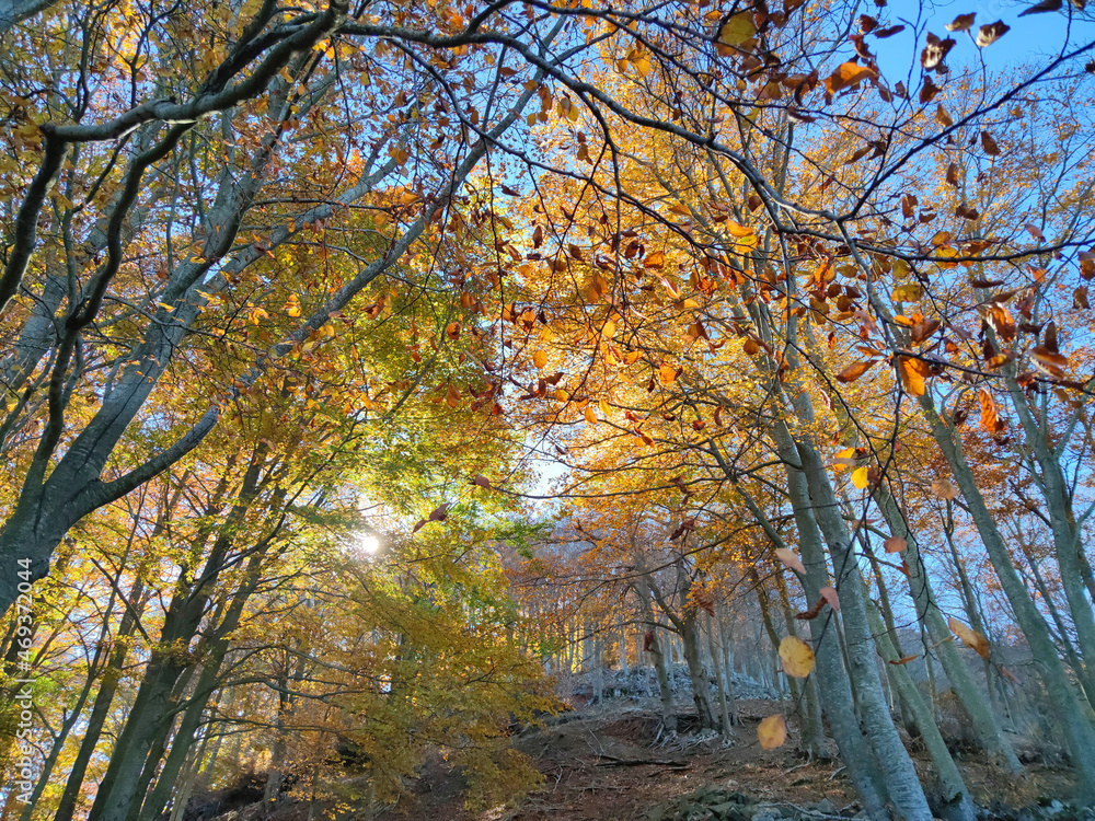 beautiful autumn,fall forest with yellow oaks and maples and with sun shining beautiful autumn,fall forest with yellow oaks and maples and with sun shining