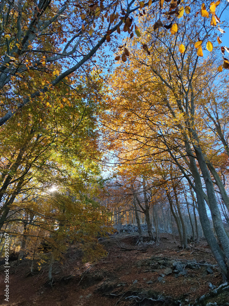 beautiful autumn,fall forest with yellow oaks and maples and with sun shining beautiful autumn,fall forest with yellow oaks and maples and with sun shining