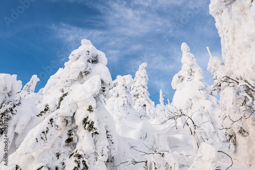 Wallpaper Mural snowy trees in winter blue sky Torontodigital.ca