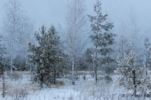 Wallpaper Mural snow covered trees Torontodigital.ca