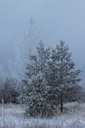 Wallpaper Mural snow covered trees Torontodigital.ca