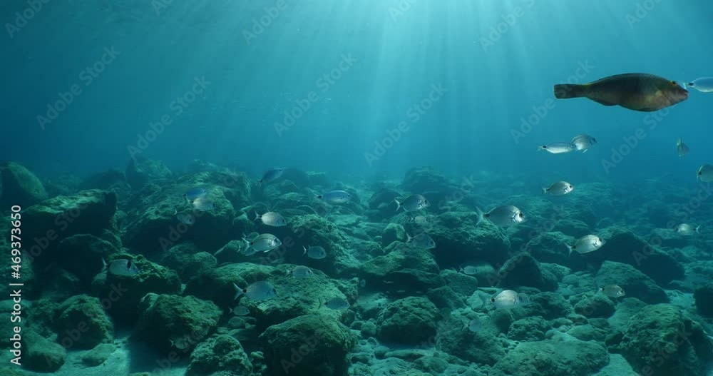 fish scenery underwater sun beams sun rays underwater mediterranean sea sun shine relaxing ocean scenery fish scenery underwater sun beams sun rays underwater mediterranean sea sun shine relaxing ocean scenery