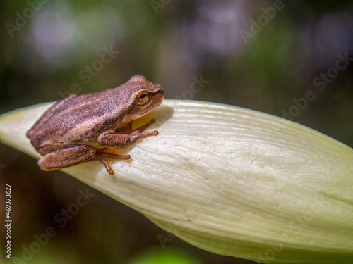 Fototapeta Macro photography of a tiny brown tree frog standing on a white lily bud, captured in a garden near the town of Villa de Leyva in central Colombia