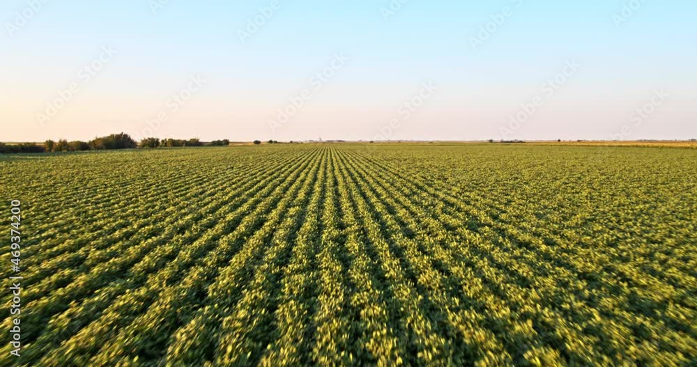 Soybean agricultural farm field an elevated aerial shot of green crop land Soybean agricultural farm field an elevated aerial shot of green crop land