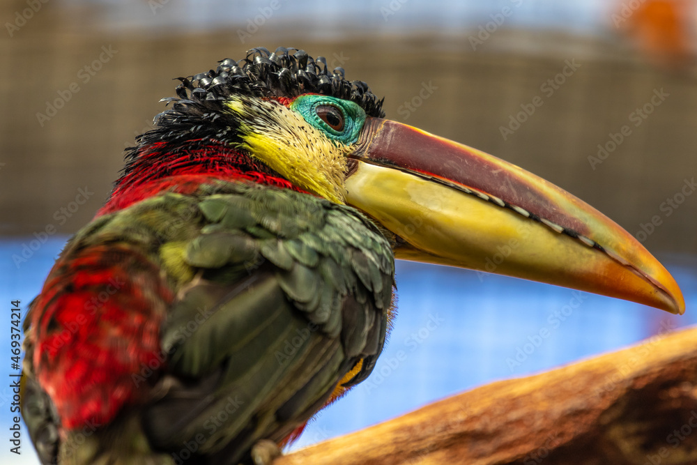 Obraz premium Curl-crested aracari - Pteroglossus beauharnaisii