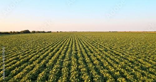 Soybean agricultural farm field an elevated aerial shot of green crop land