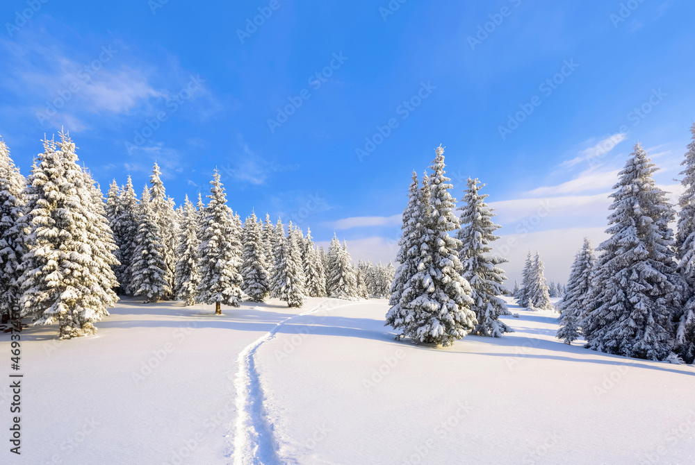 Obraz premium On a frosty beautiful day among high mountains are magical trees covered with white fluffy snow against the magical winter landscape. Lawn and forests. Snowy background. Nature scenery.