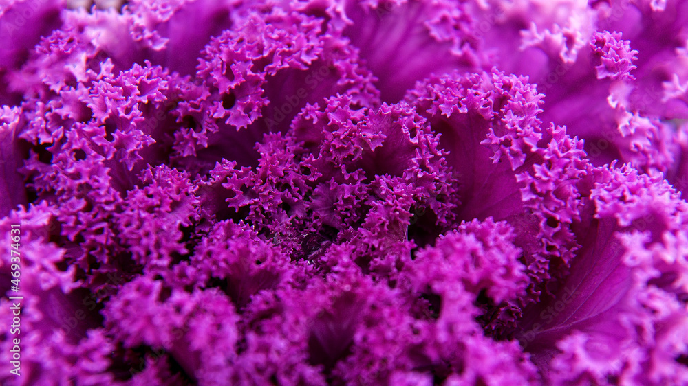 Fototapeta premium Inflorescences of ornamental plants used in 2021 to decorate monuments, tombstones during the traditional Feast of the Dead in Podlasie in Poland.