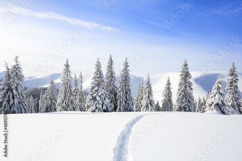 Nature winter landscape. On the lawn covered with snow there is a trodden path leading to the high mountains with snow white peak. Snowy background. Location place the Carpathian, Ukraine, Europe. © Vitalii_Mamchuk