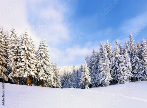 Beautiful landscape on the cold winter morning. Pine trees in the snowdrifts. Lawn and forests in fog. Snowy background. Nature scenery. Location place the Carpathian  Ukraine  Europe.
