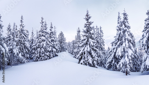 A panoramic view. Winter landscape. Christmas wonderland. Magical forest. Meadow covered with frost trees in the snowdrifts. Snowy wallpaper background.