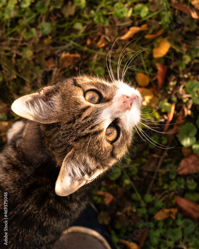 Happy little cat looking up at her human among the leaves in autumn, enjoying good weather