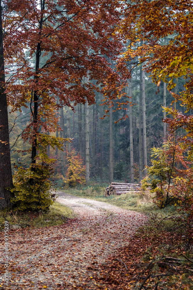 Obraz premium autumn in the woods