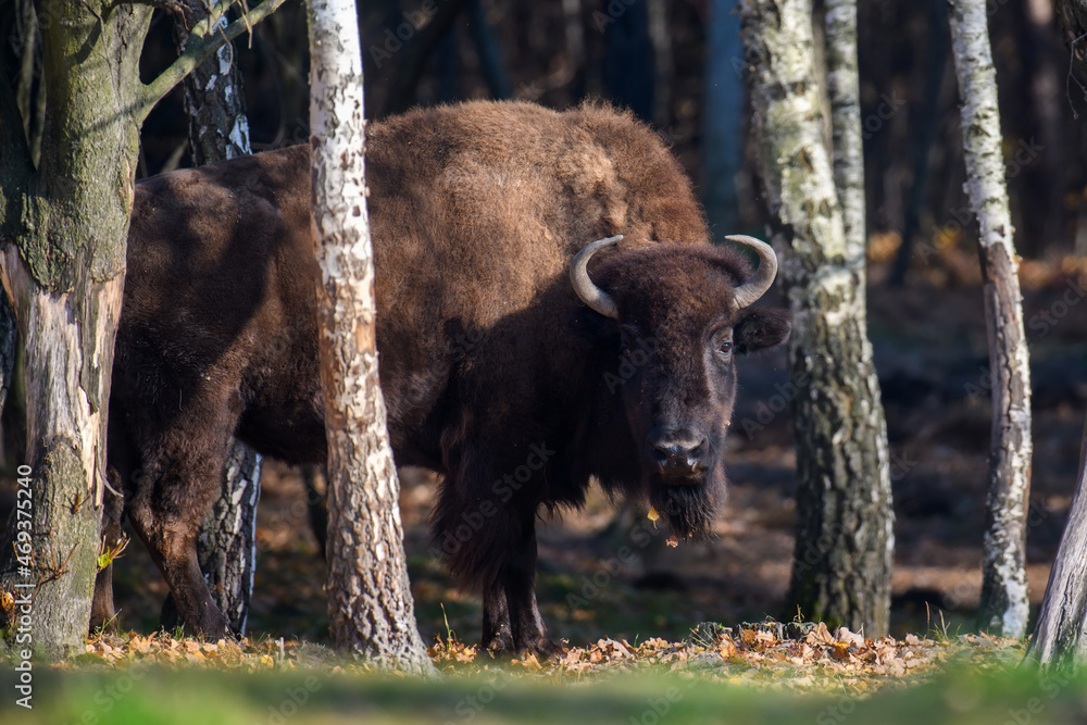 Wild adult Bison in the autumn forest. Wildlife scene from spring nature Wild adult Bison in the autumn forest. Wildlife scene from spring nature