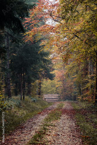 path in autumn forest