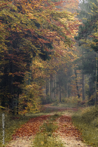 autumn in the forest
