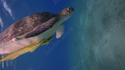 Green turtle with yellow remora under tale swimming over a coral reef. Swimming sea turtle and sandy seabed. Wild sea animal in the tropical ocean. Marine life in the shallow water. Slow motion photo