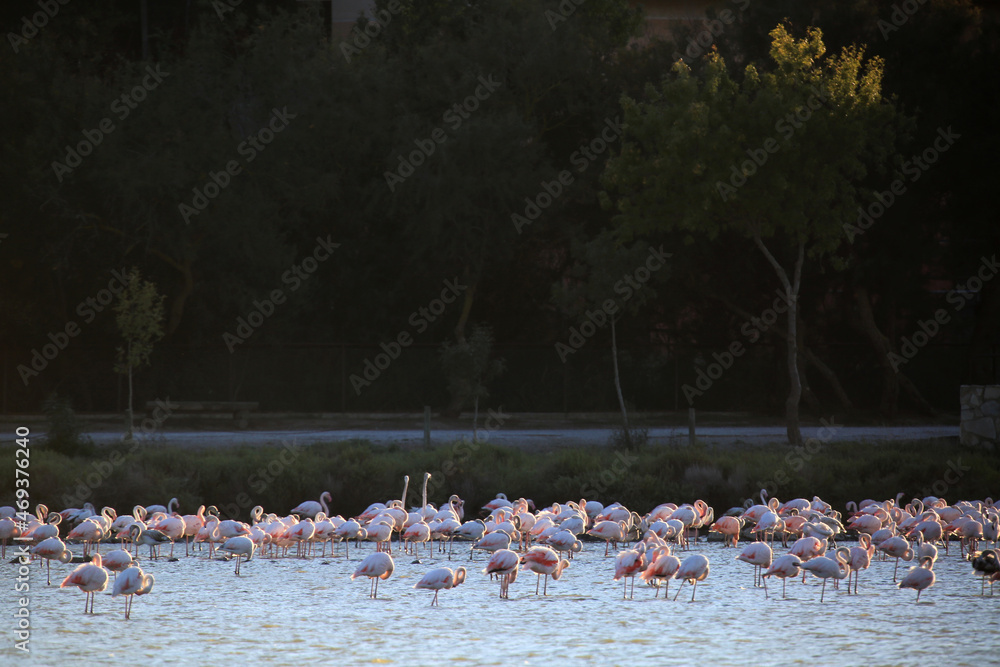 Naklejka premium rose wild flamingos as birds fauna