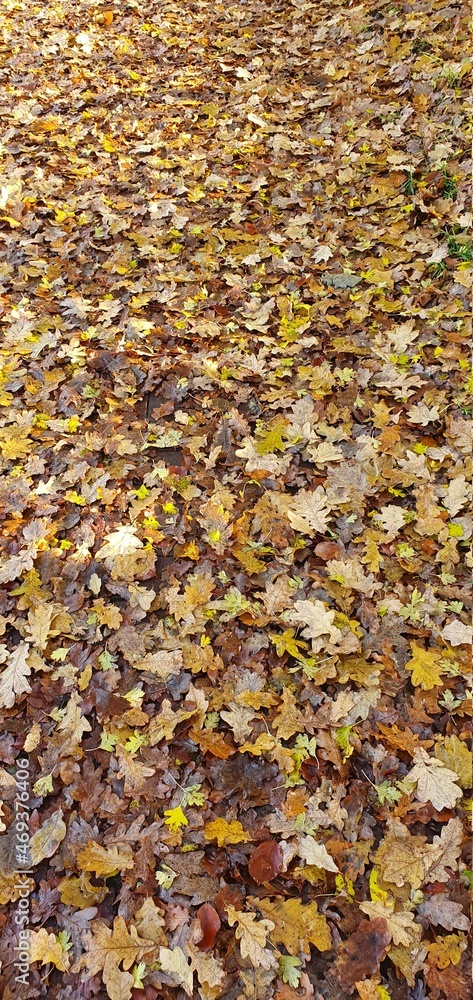 autumn in the forest autumn in the forest