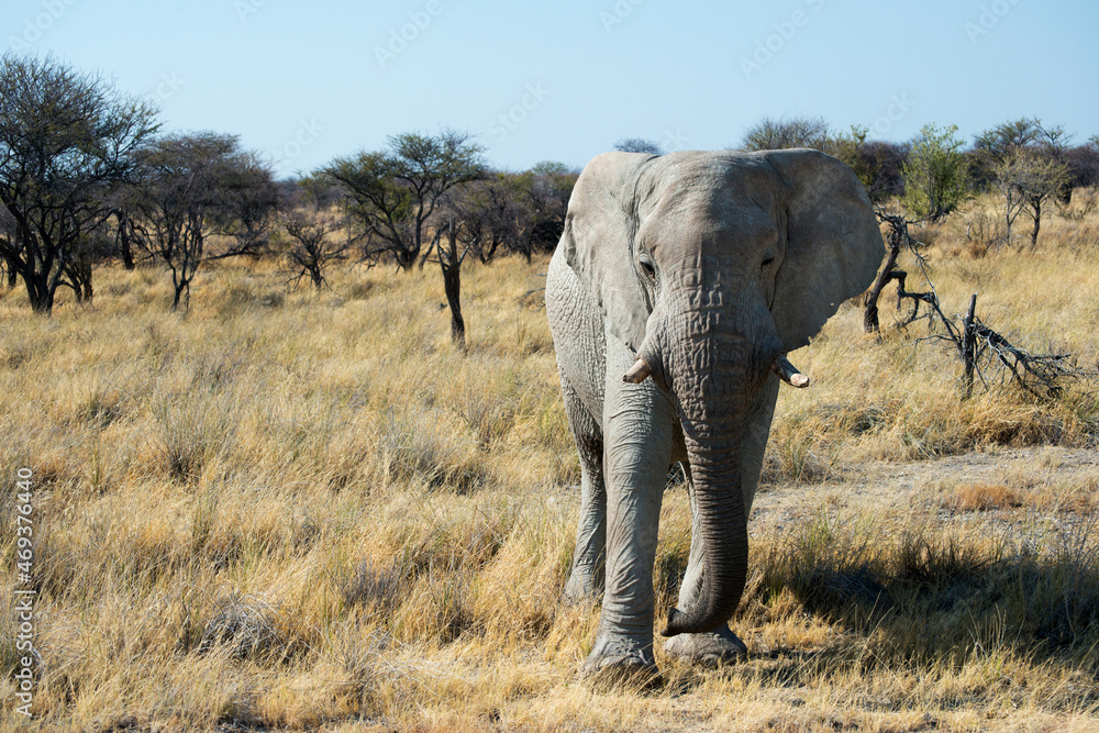 Beautiful african landscape with an elephant looking to the camera. Cut tusk.Namibia