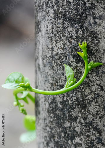 sprout on the vine