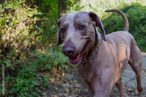 Weimaraner running down a path surrounded by forest