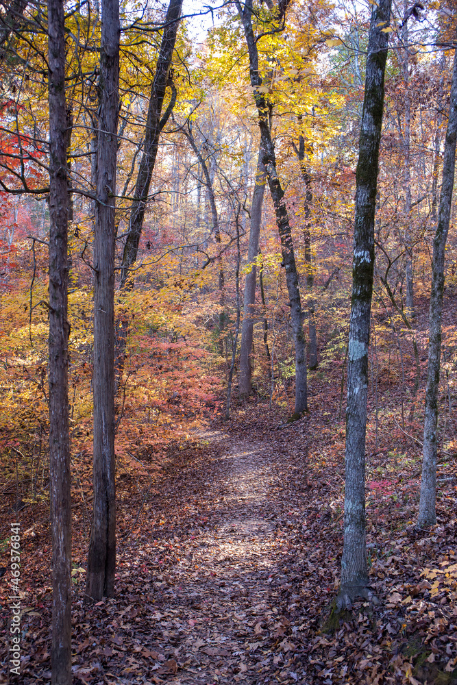 Hiking Trail in Autumn with Colorful Leaves Hiking Trail in Autumn with Colorful Leaves