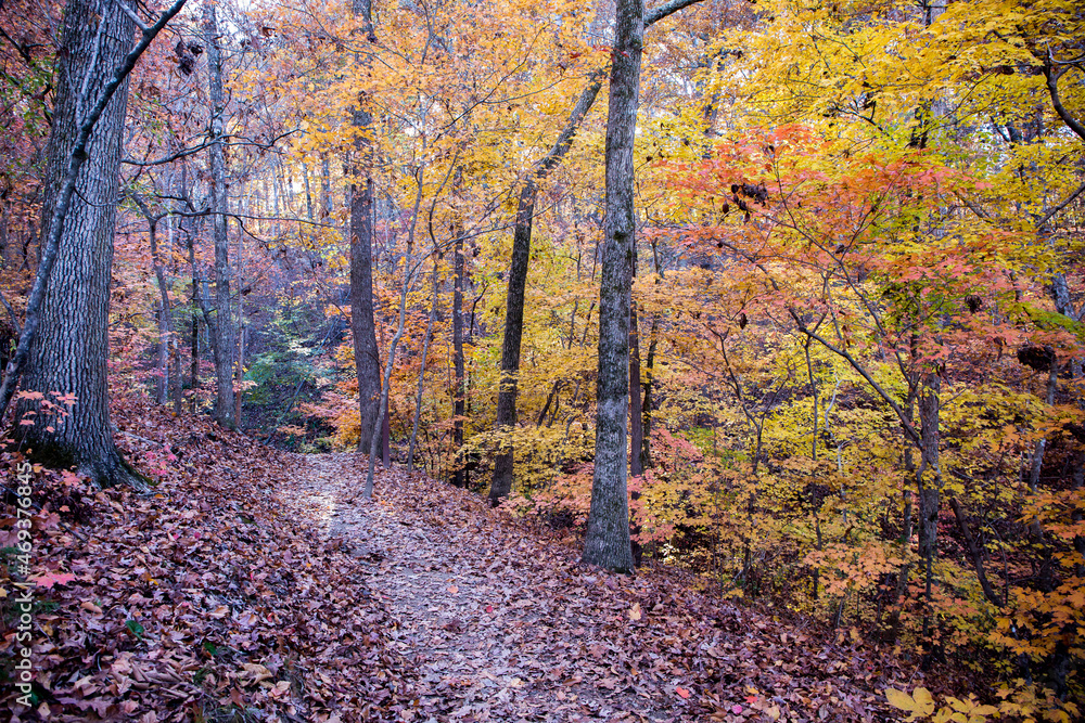 Obraz premium Hiking Trail in Autumn with Colorful Leaves